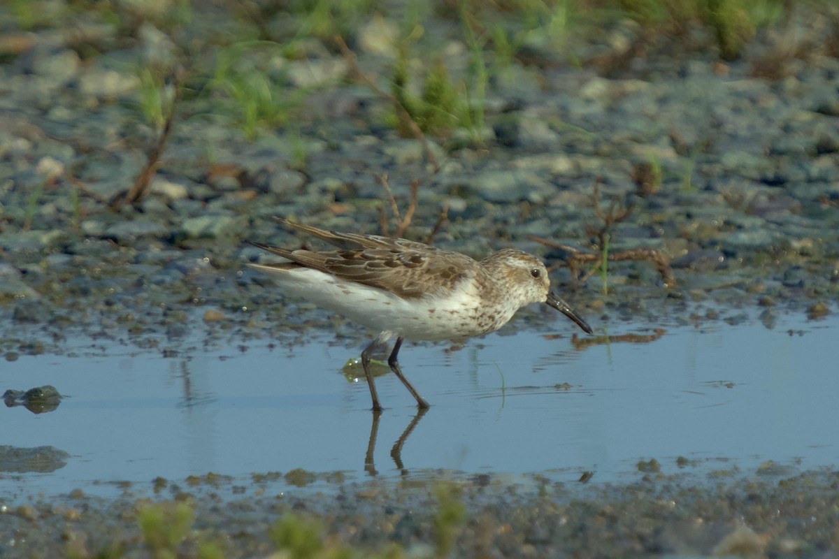 Western Sandpiper - ML622356500