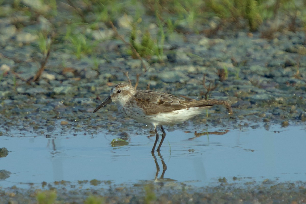 Western Sandpiper - ML622356501