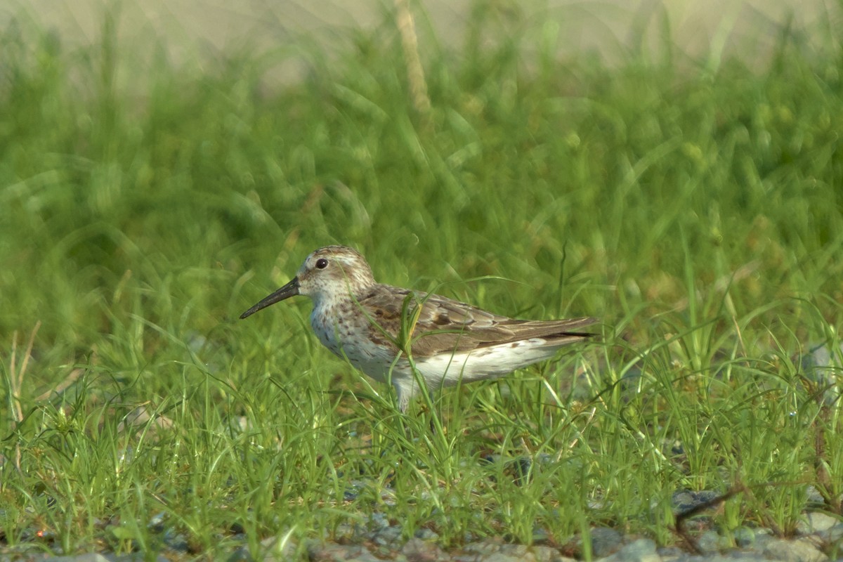 Western Sandpiper - ML622356502