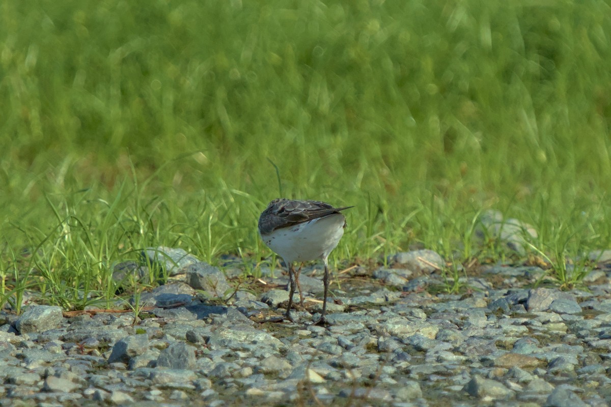 Western Sandpiper - ML622356503