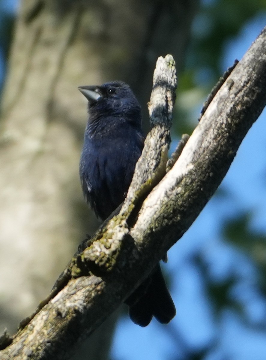 Blue Grosbeak - ML622356507