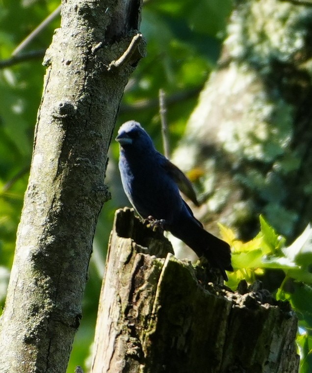 Blue Grosbeak - ML622356508