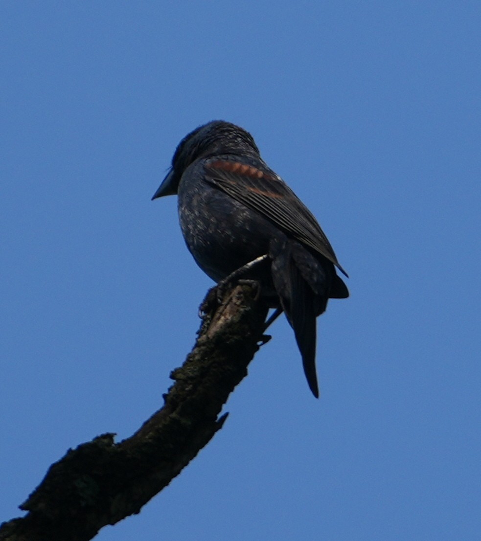 Blue Grosbeak - ML622356509