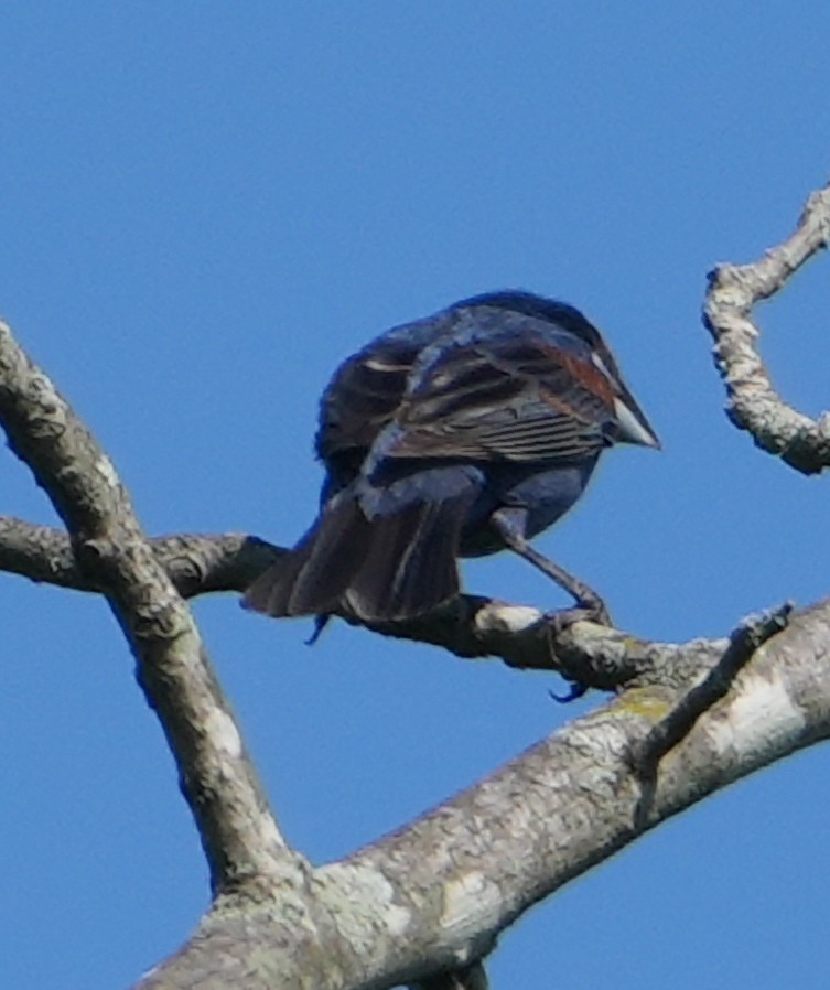 Blue Grosbeak - ML622356511