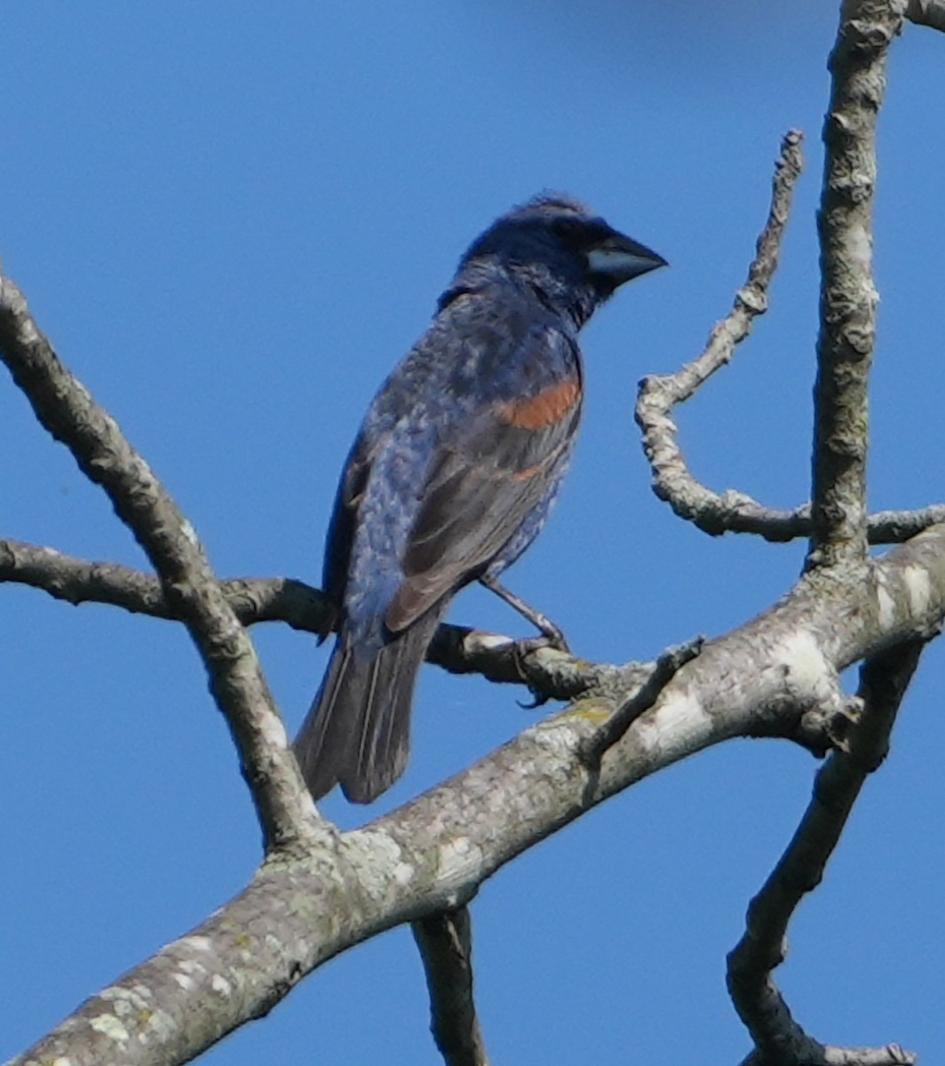 Blue Grosbeak - Melody Ragle