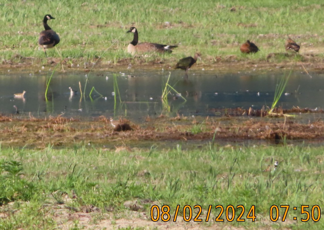 White-faced Ibis - ML622356515