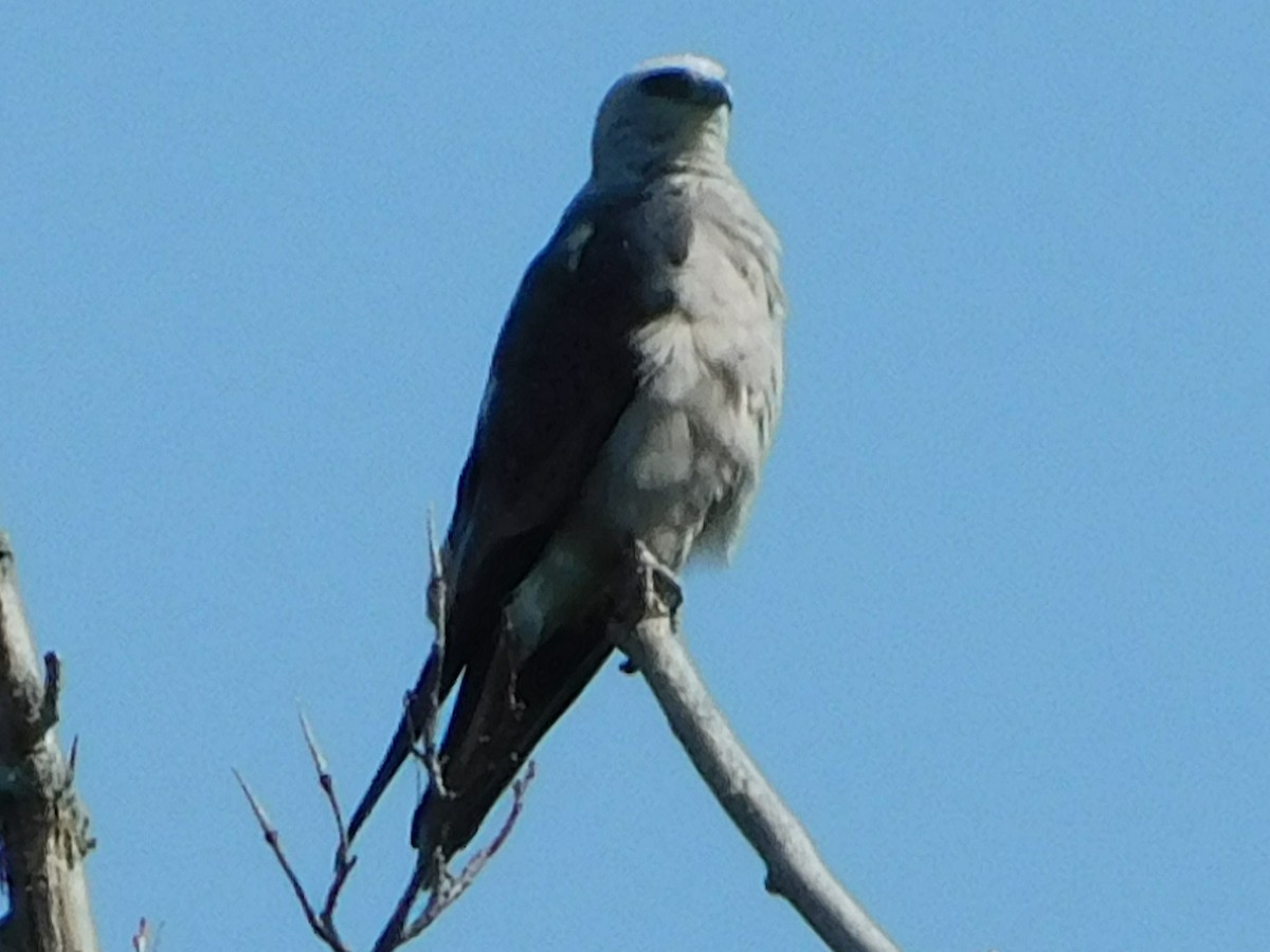 Mississippi Kite - ML622356656