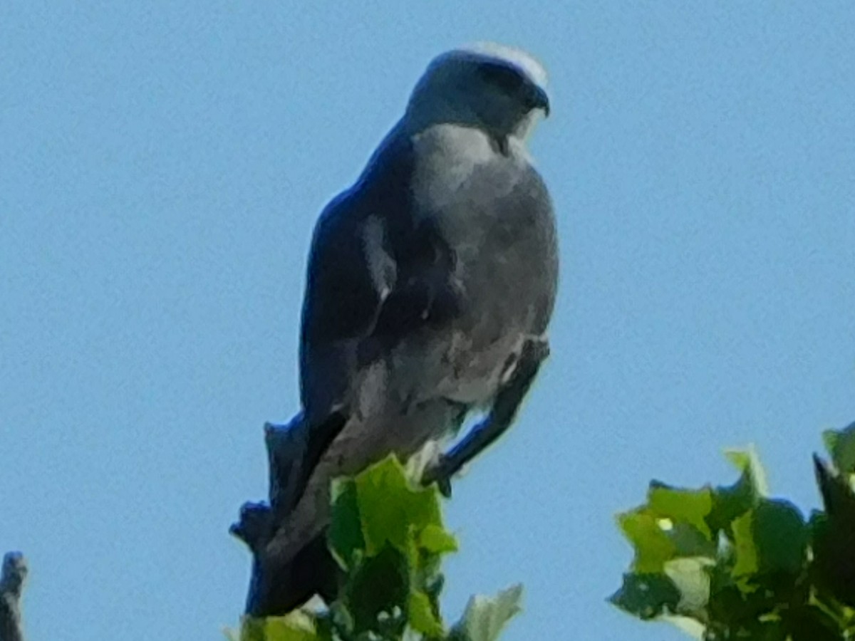 Mississippi Kite - ML622356659