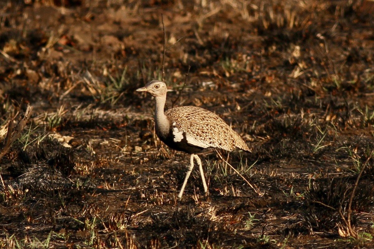 Red-crested Bustard - ML622356663