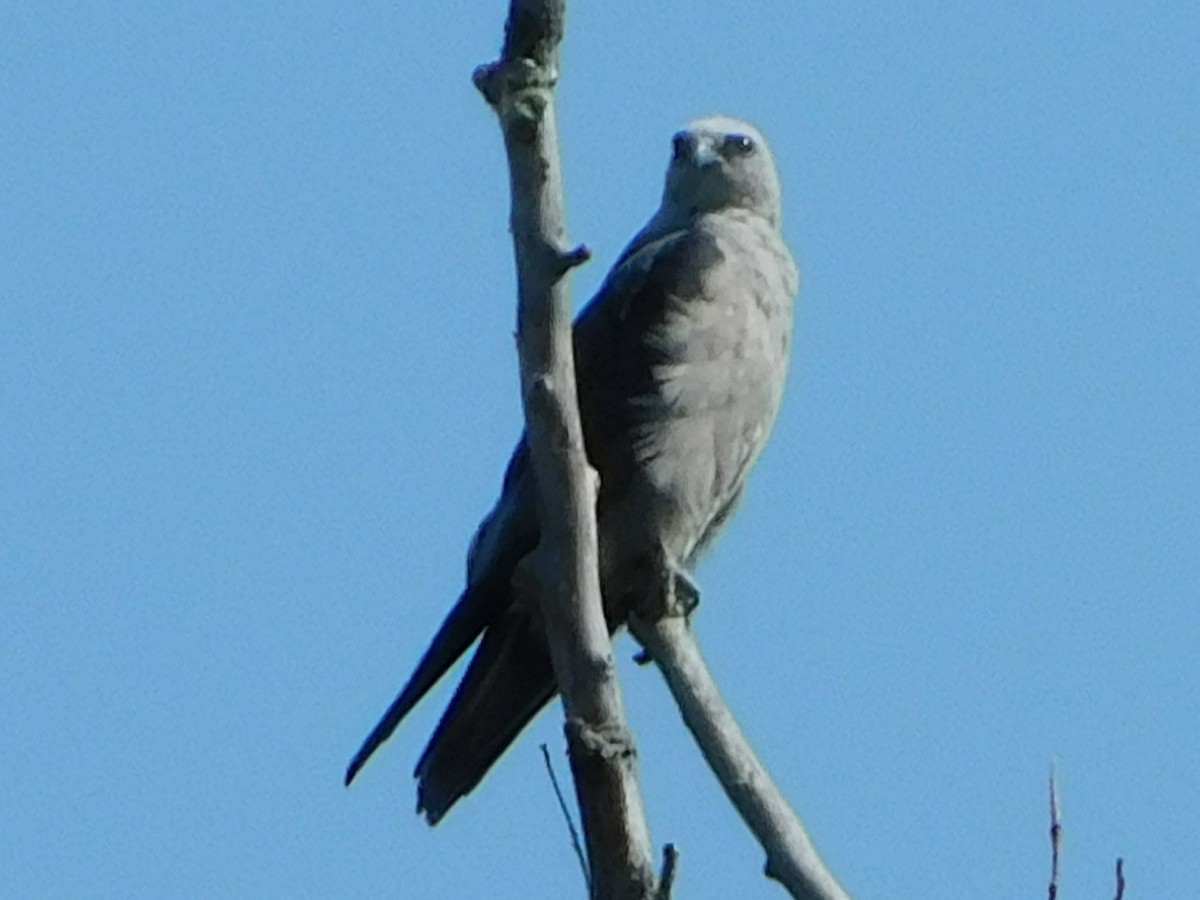 Mississippi Kite - ML622356673