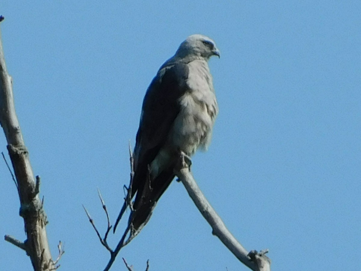 Mississippi Kite - ML622356679