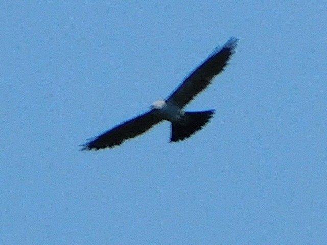Mississippi Kite - ML622356684