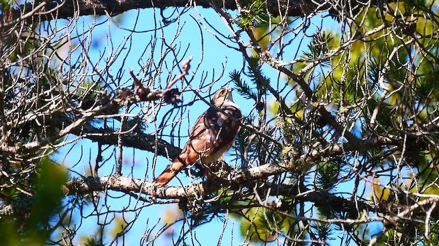 Sharp-shinned Hawk - ML622356692