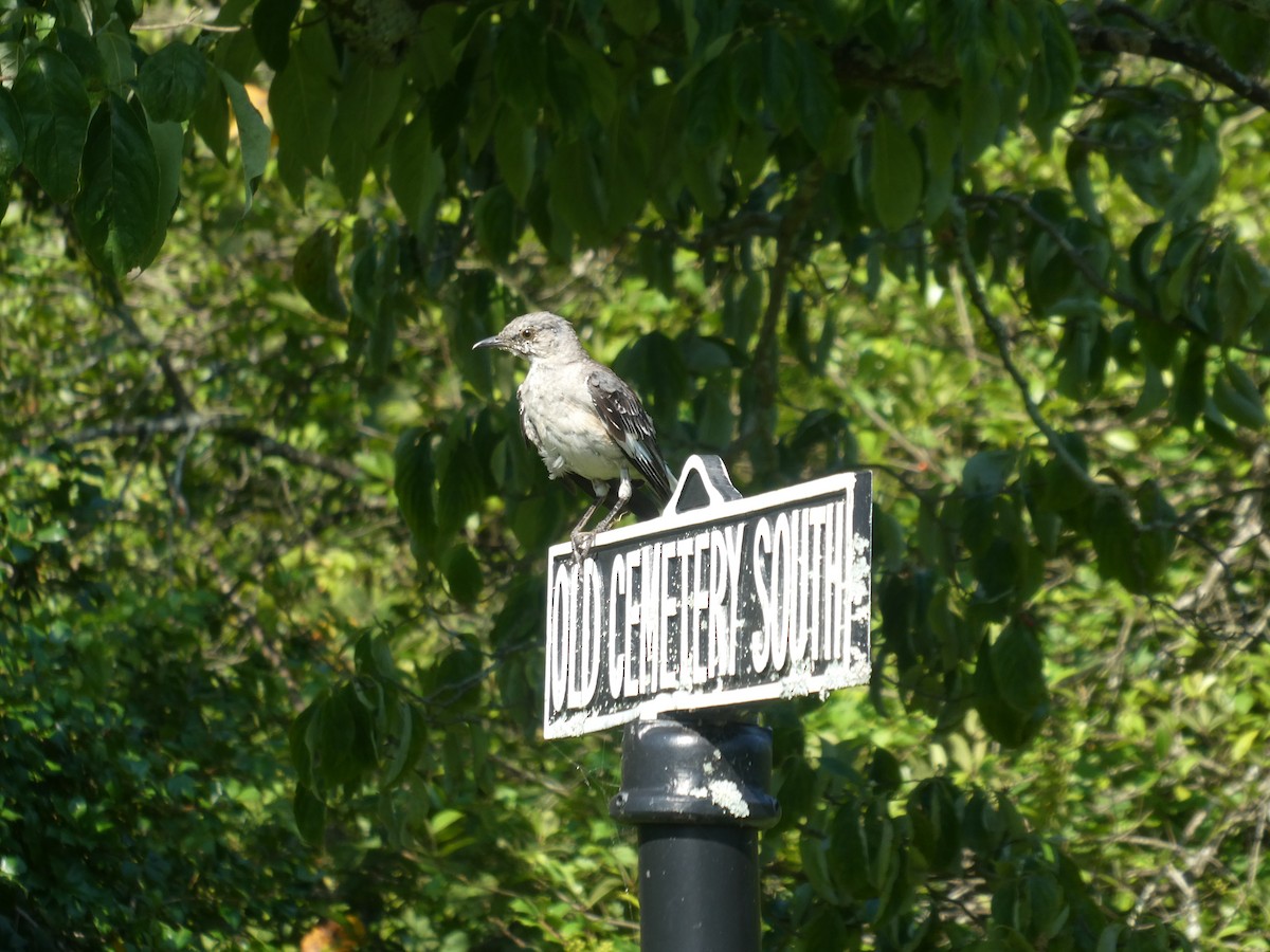 Northern Mockingbird - ML622356863