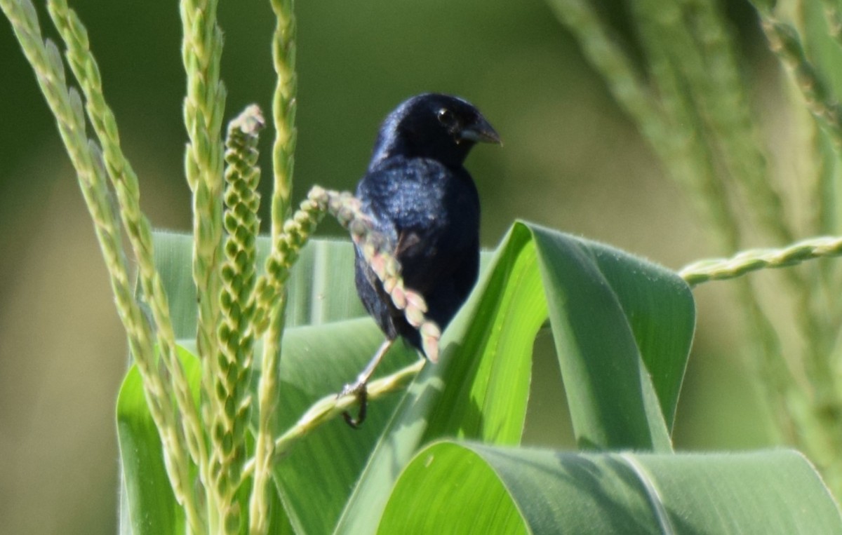 Blue-black Grassquit - ML622356926