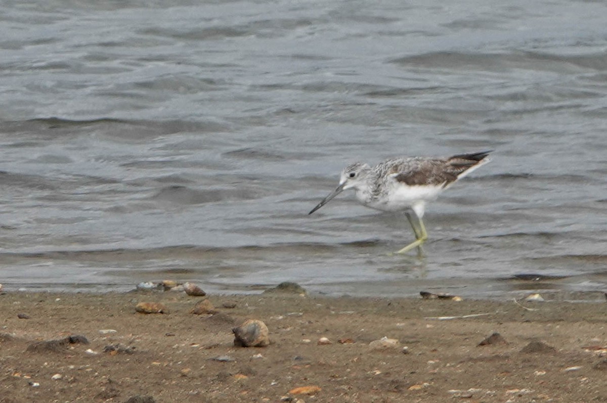 Common Greenshank - Robert Wright
