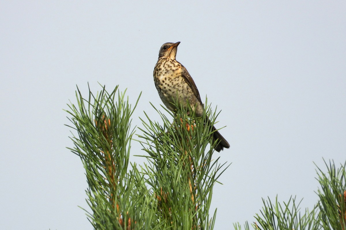 Mistle Thrush - Vojtěch Danzmajer