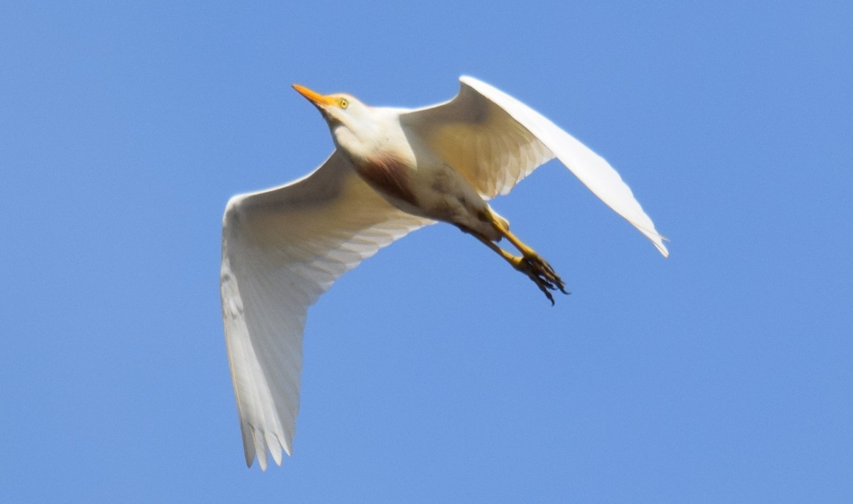 Western Cattle Egret - Nestor Herrera