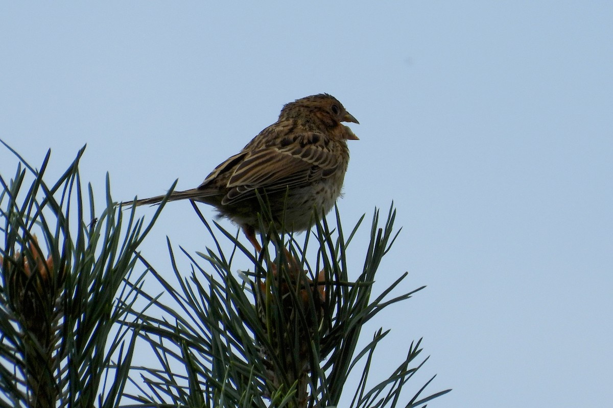 Corn Bunting - Vojtěch Danzmajer