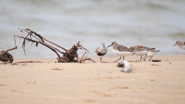 Bécasseau sanderling - ML622357064