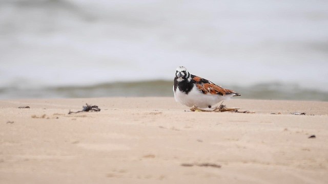 Ruddy Turnstone - ML622357109