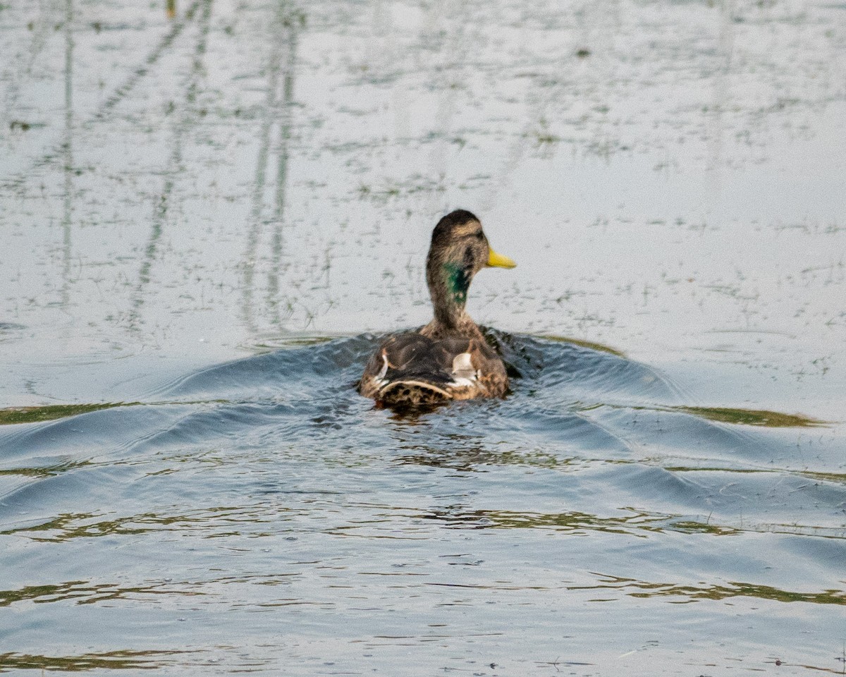 Mallard - ML622357139