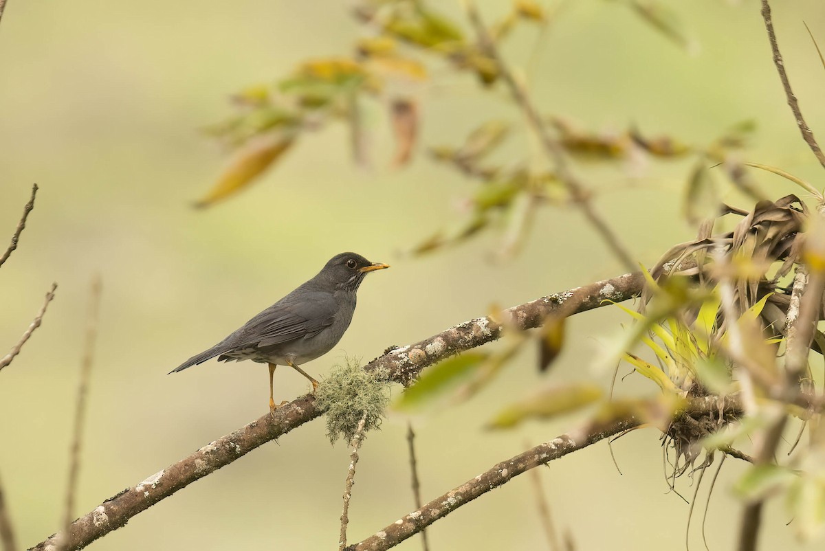 Andean Slaty Thrush - ML622357176