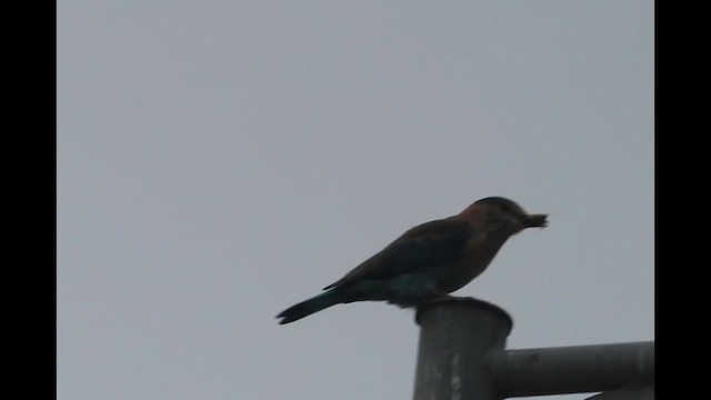 Indian Roller - ML622357220