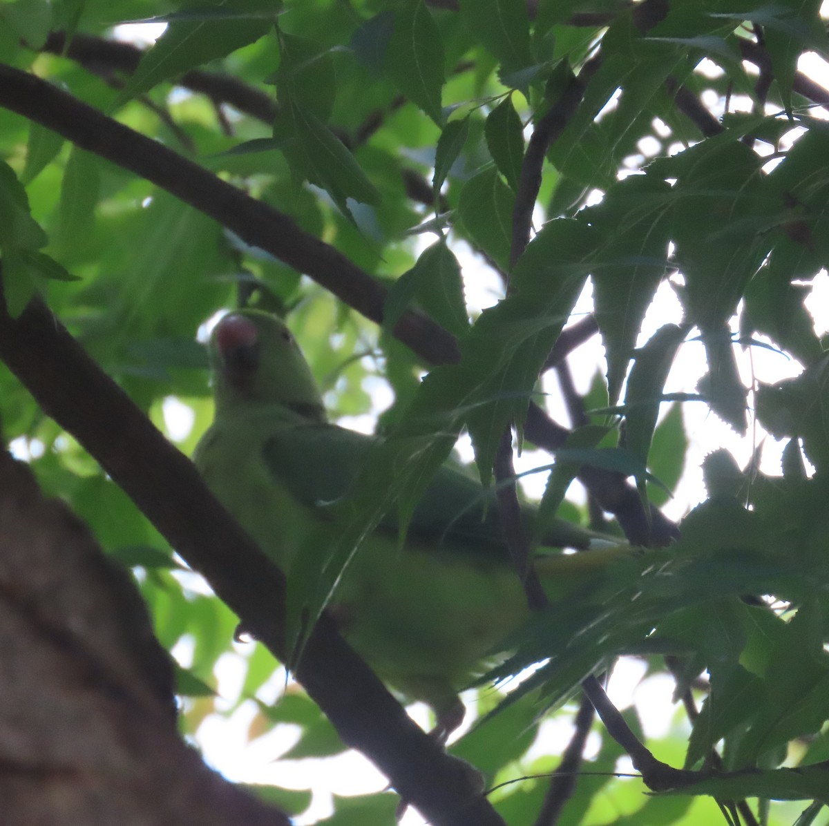 Rose-ringed Parakeet - ML622357226