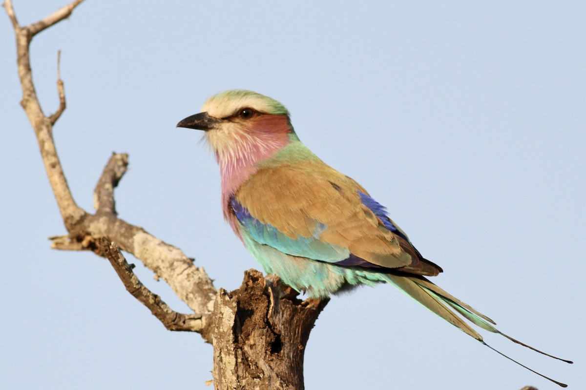 Lilac-breasted Roller - ML622357237