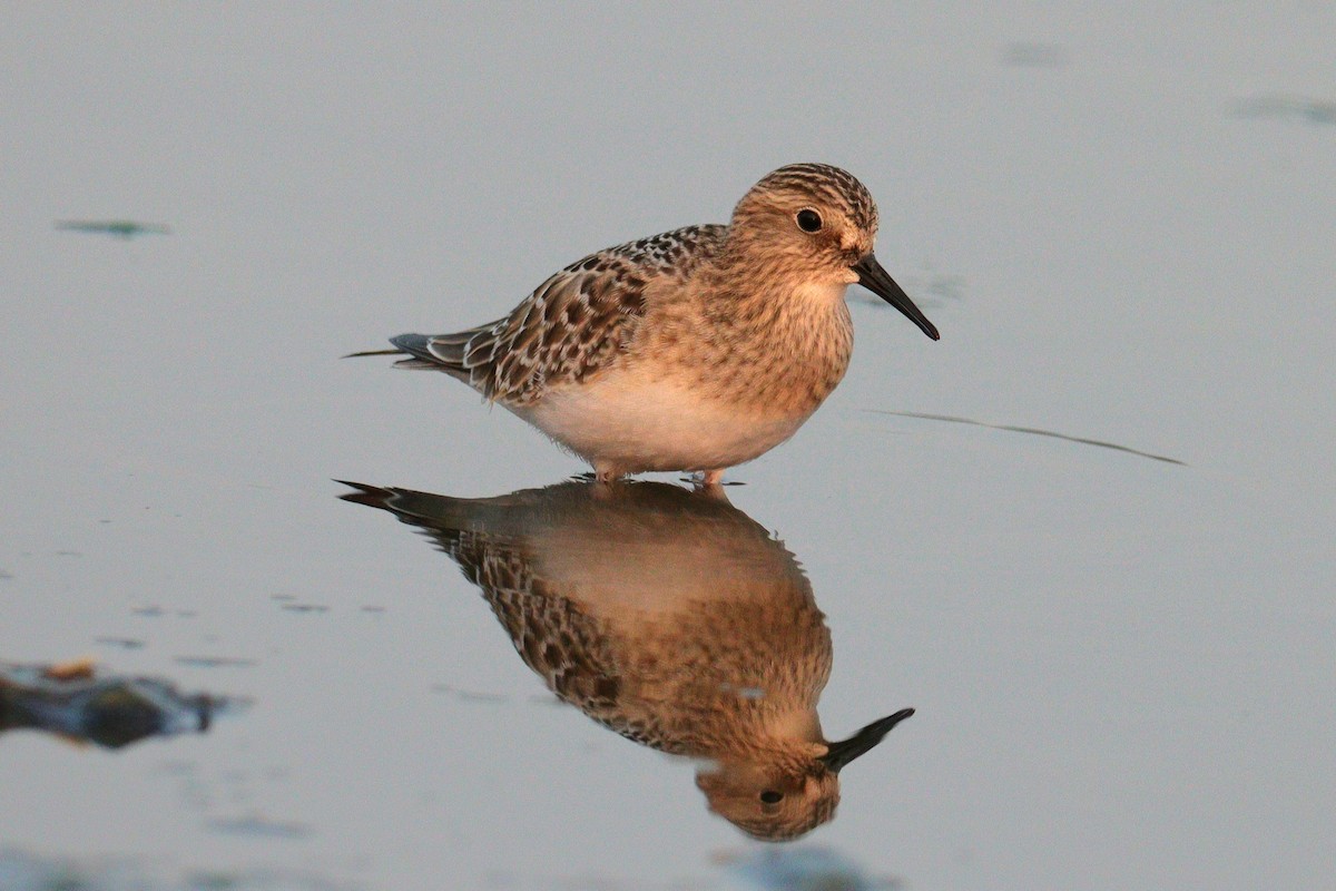 Байрдийн элсэг - ML622357281