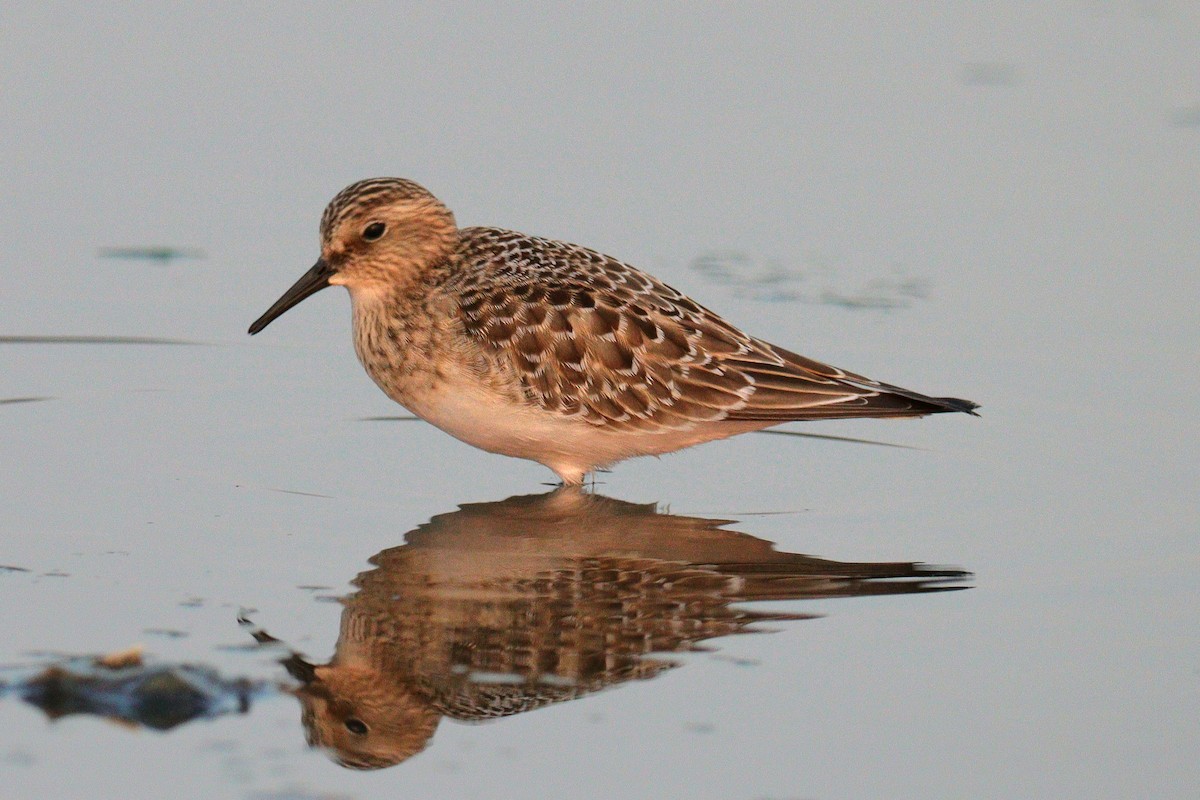 Байрдийн элсэг - ML622357282