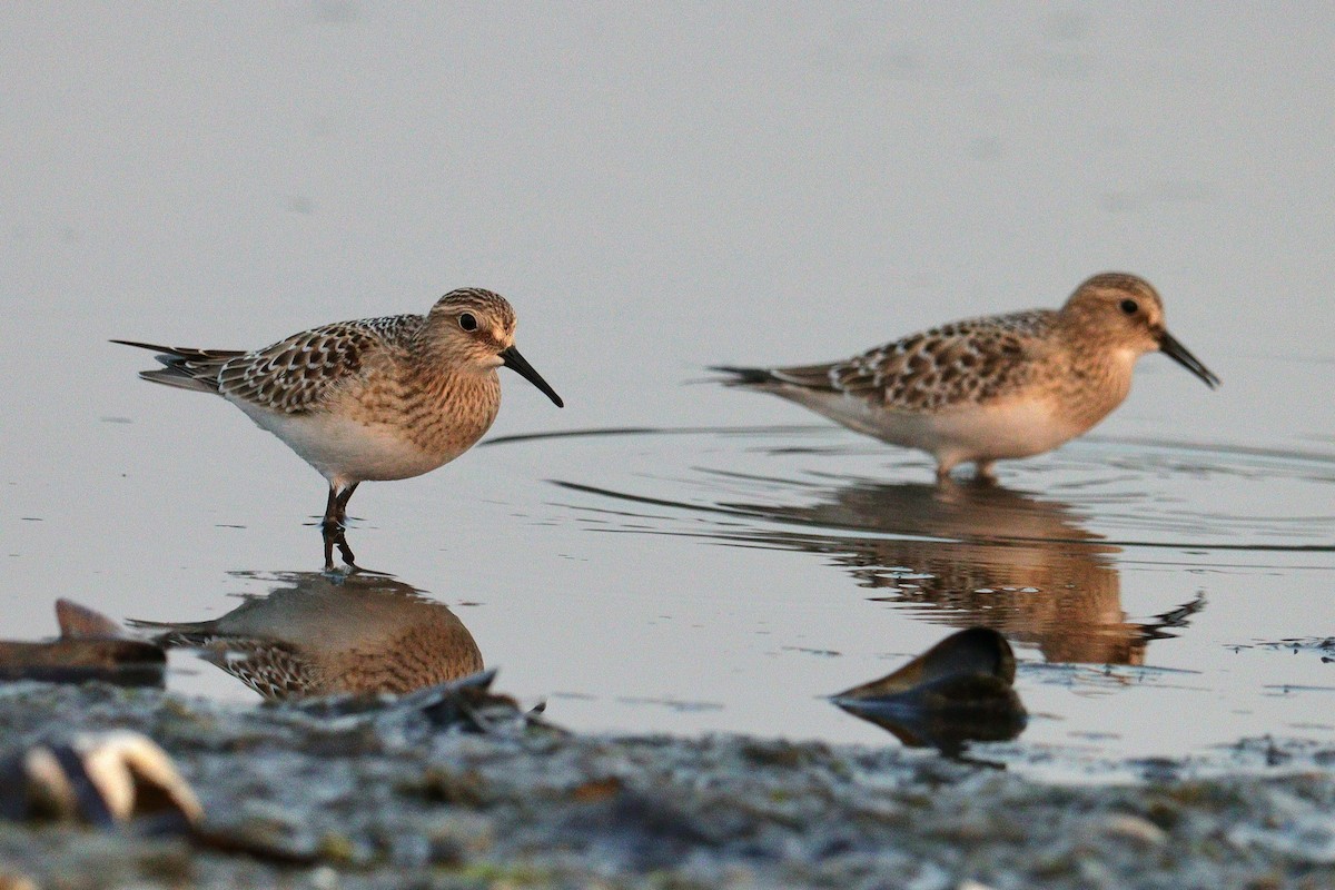 Байрдийн элсэг - ML622357283