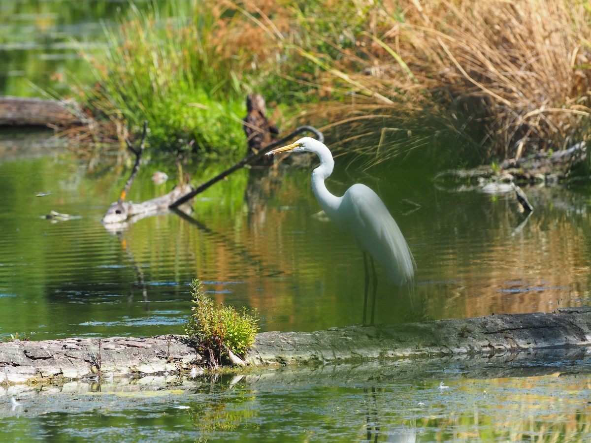 Great Egret - Susan Kirk