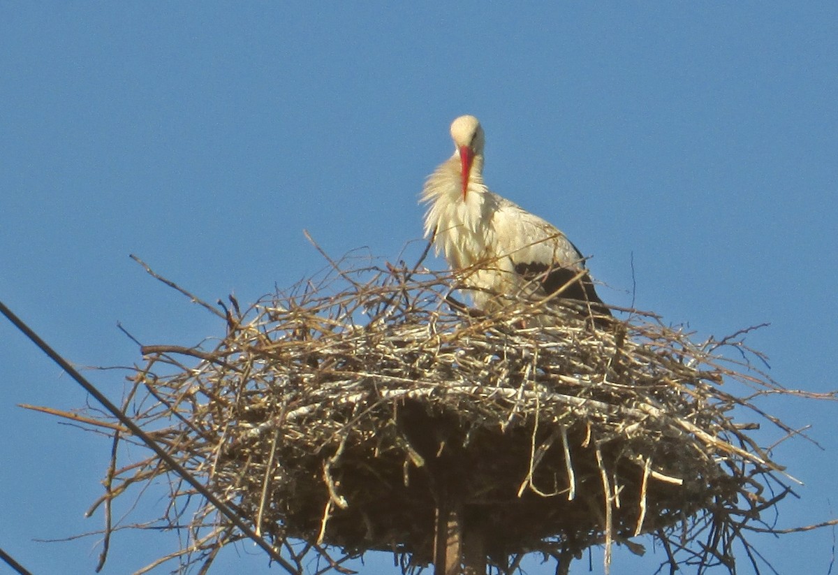 White Stork - ML622357365