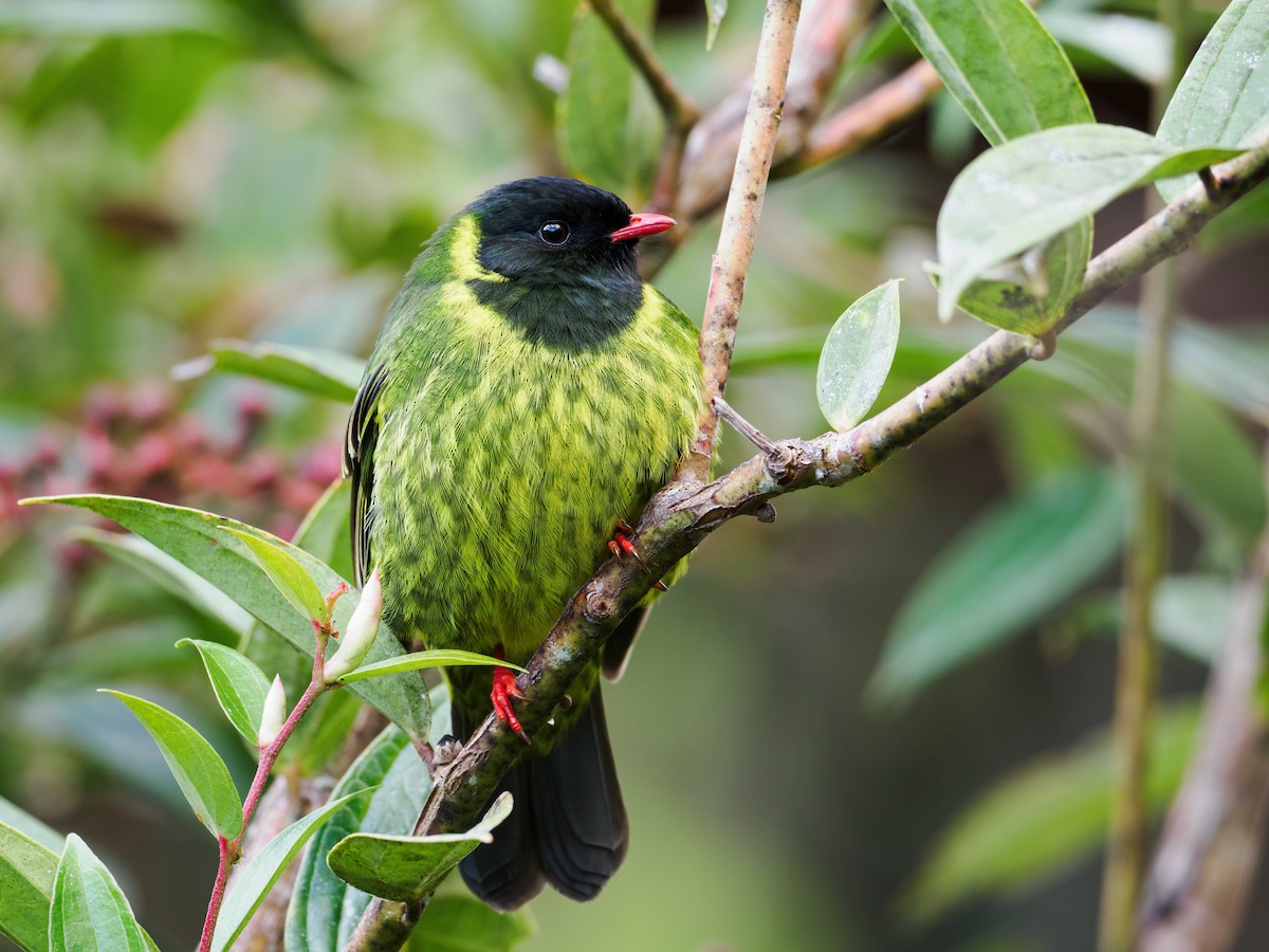 Green-and-black Fruiteater (Green-and-black) - ML622357582