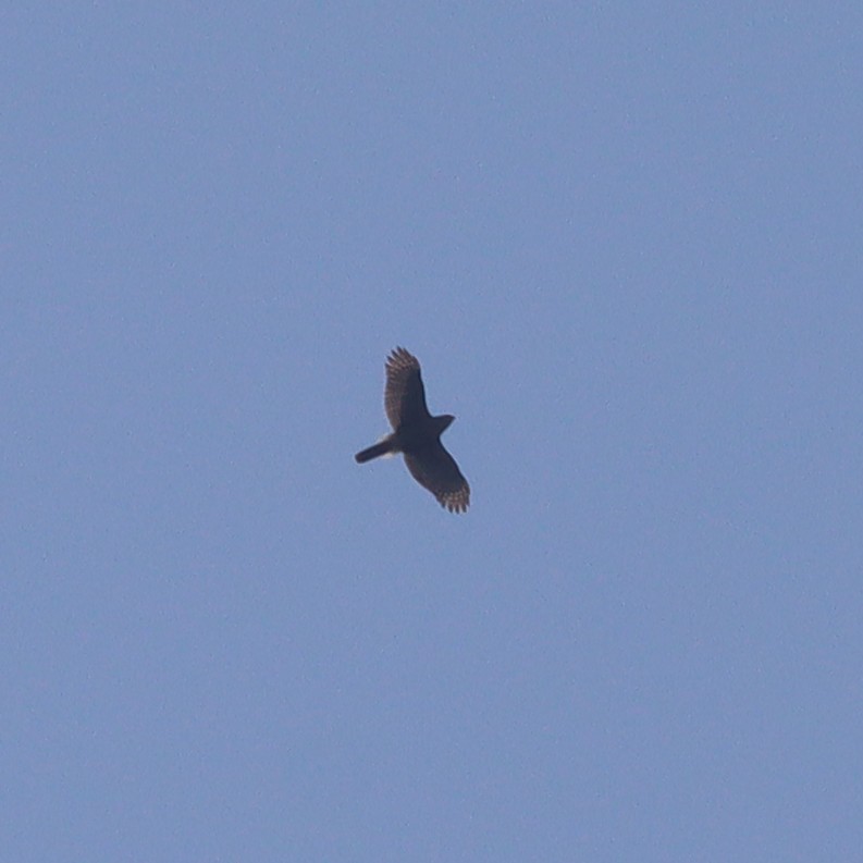 American Goshawk - ML622357641