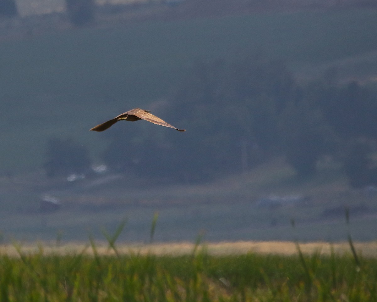 American Bittern - ML622357658
