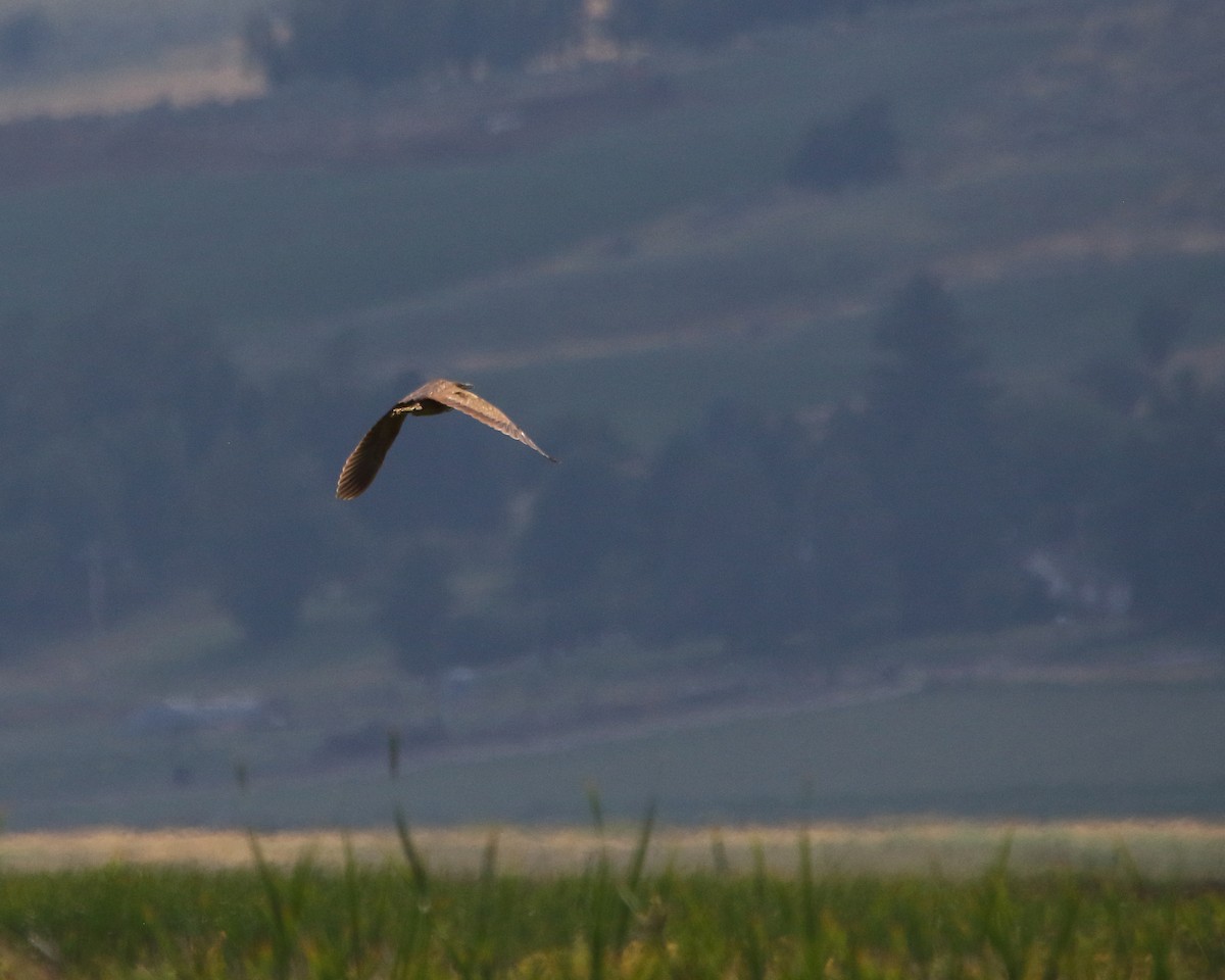 American Bittern - ML622357659