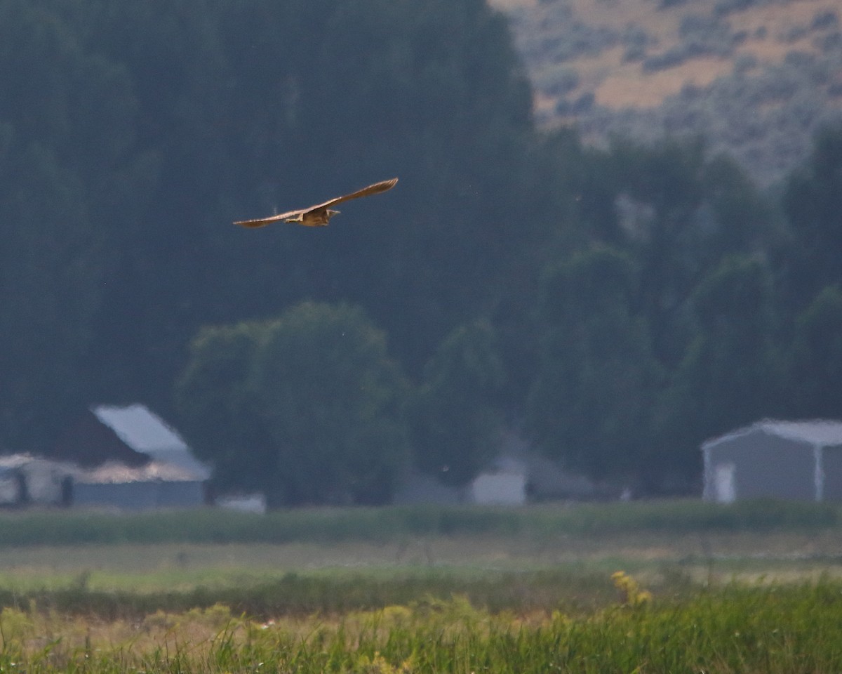 American Bittern - ML622357660