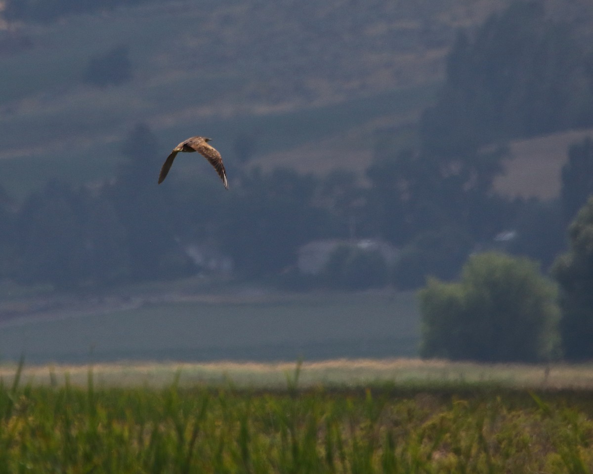 American Bittern - ML622357661