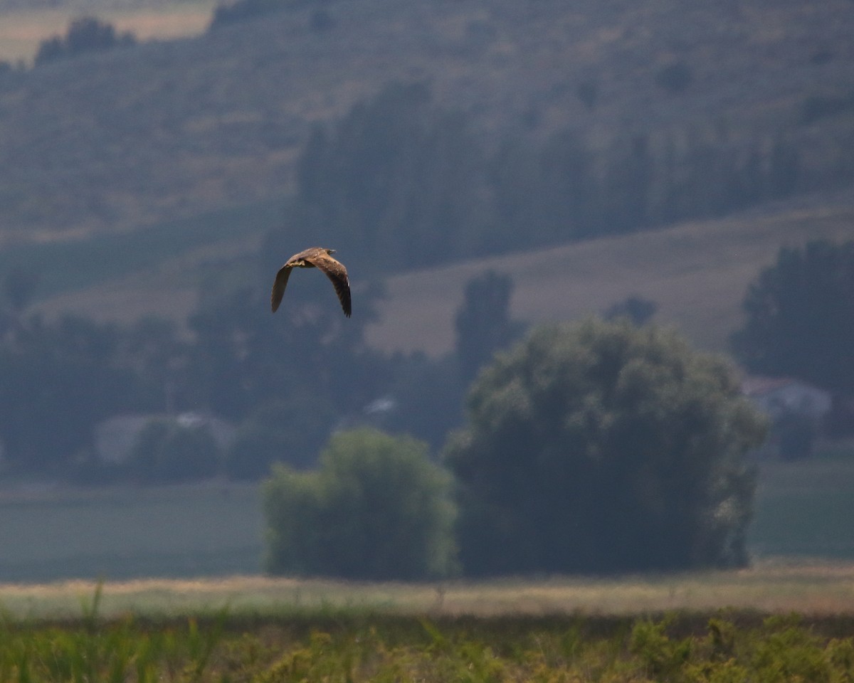 American Bittern - ML622357662