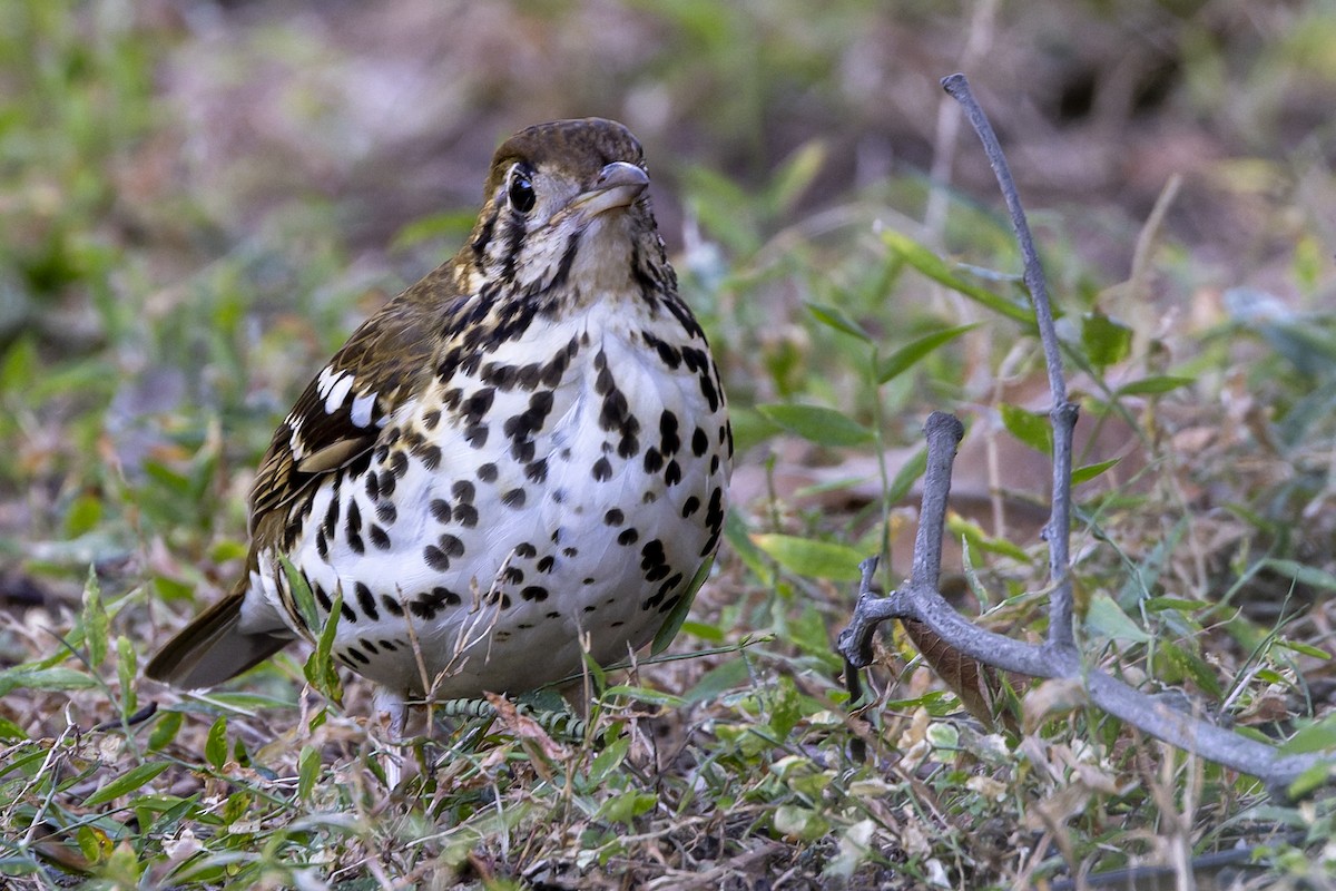 Spotted Ground-Thrush - Peter de Groot