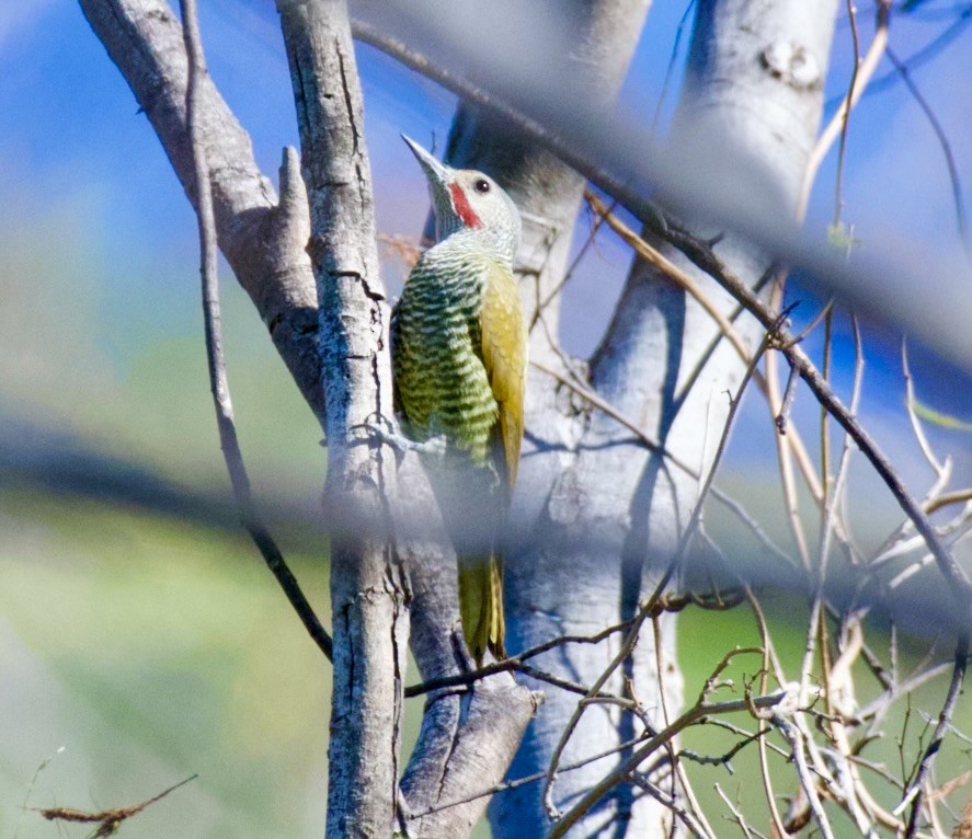 Gray-crowned Woodpecker - ML622357690