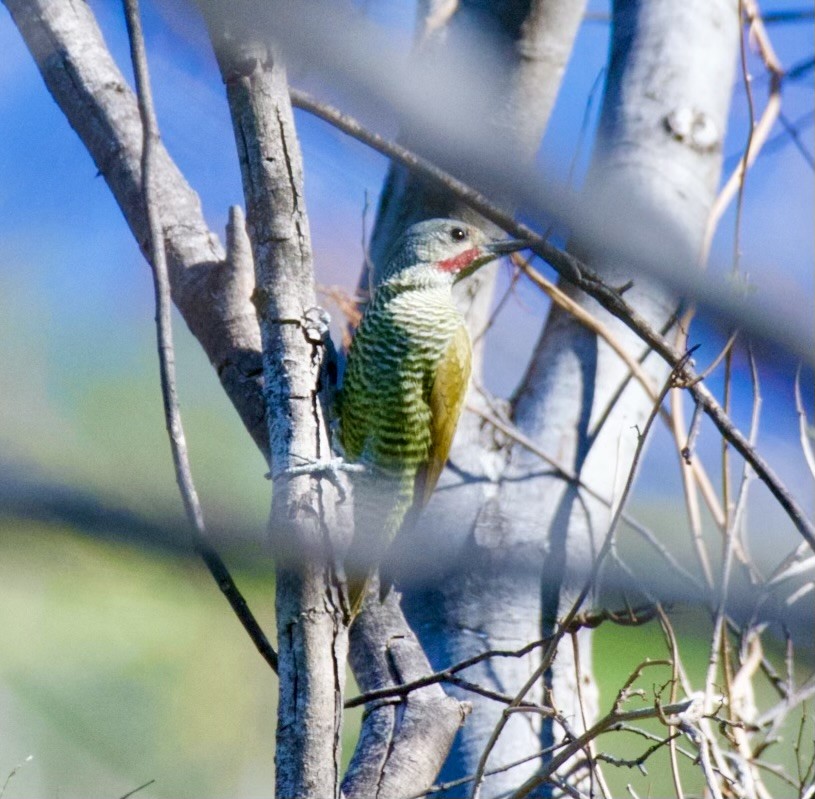 Gray-crowned Woodpecker - ML622357691