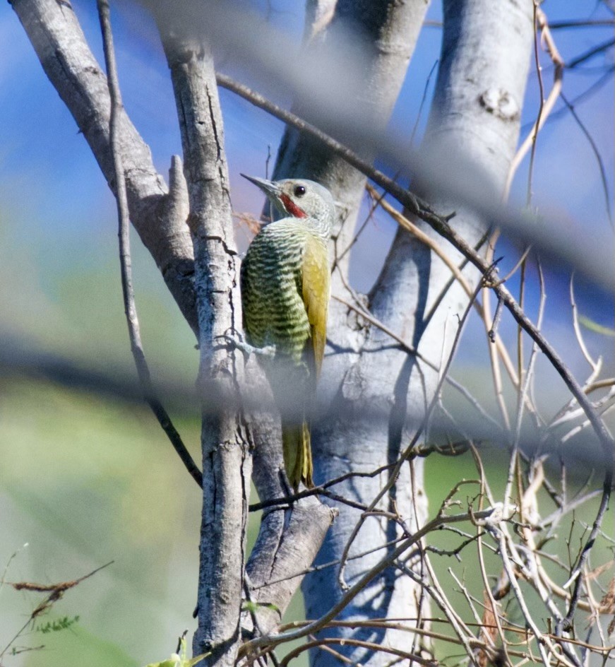 Gray-crowned Woodpecker - ML622357692