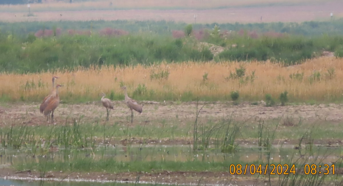 Sandhill Crane - Roger Doucet