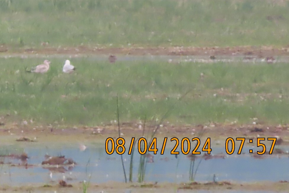 Ring-billed Gull - ML622357762