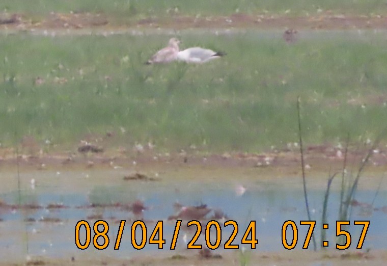 Ring-billed Gull - ML622357778