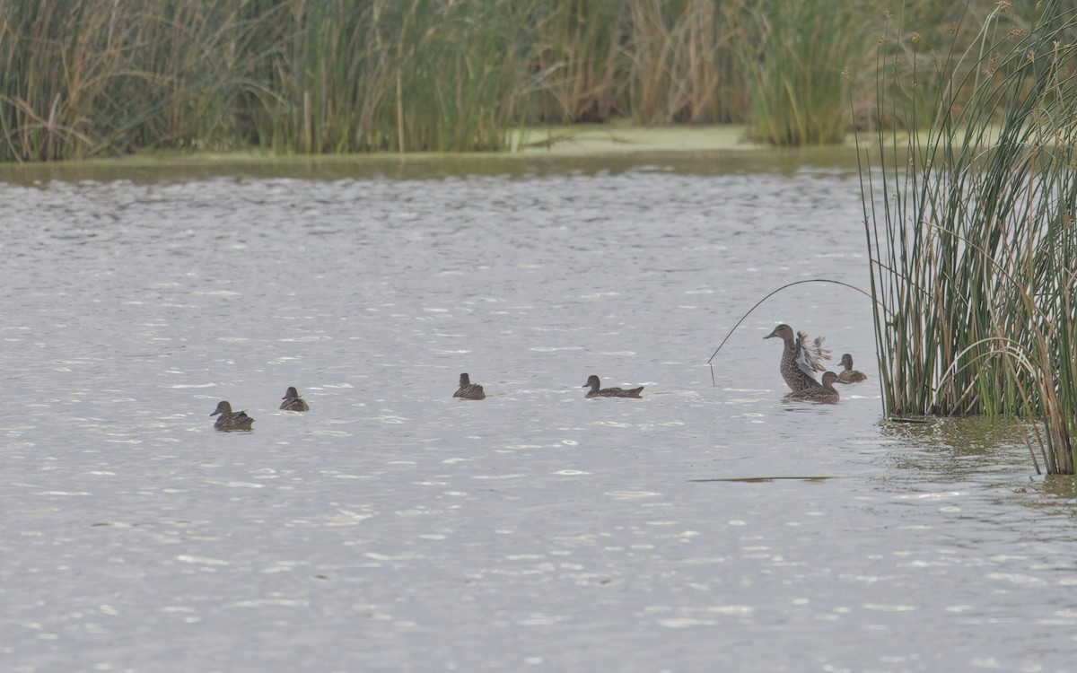 Blue-winged Teal - Angus Wilson